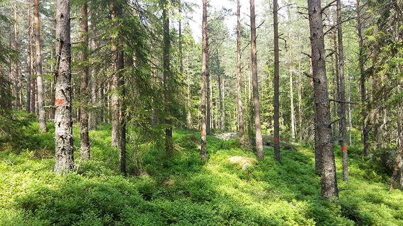 Väg, åkerkant- och biobränslegallringar